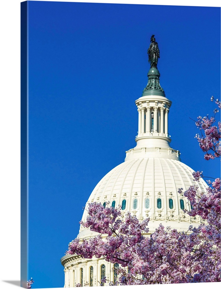 Us capitol and cherry blossoms, washington d.c.