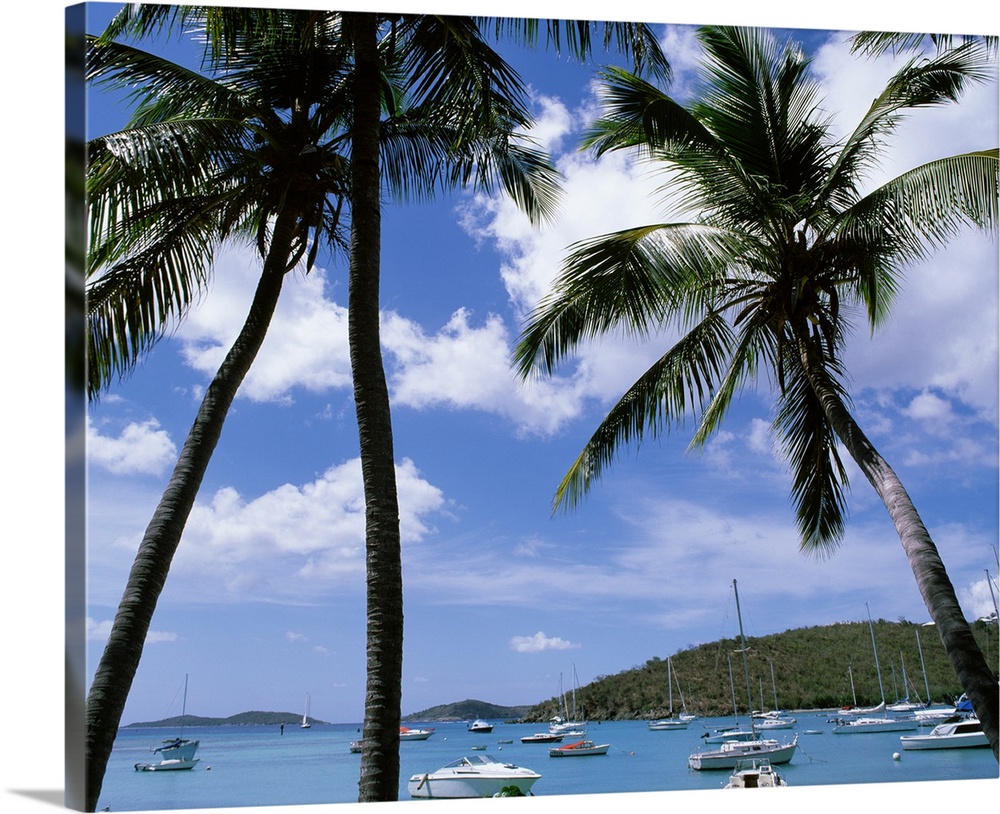 Tropical themed photo canvas with tall palm trees in front of an ocean full of a mixture of type of boats.