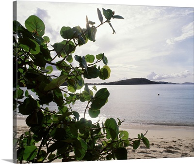 US Virgin Islands, St. John, Gibney's Beach, Seagrape tree on the beach