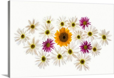 Variety Of Flowers Against White Background