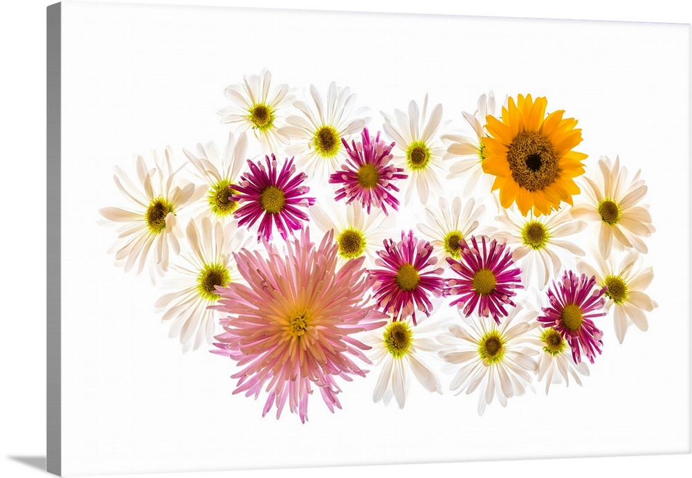 Variety of flowers against white background.