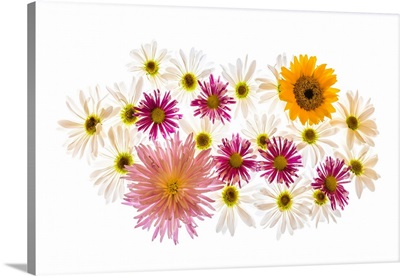 Variety Of Flowers Against White Background