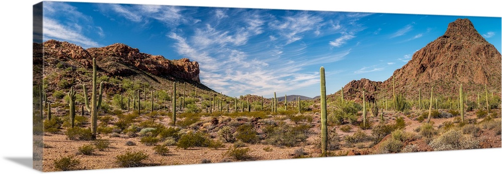 Various cactus plants in a desert, Organ Pipe Cactus National Monument, Arizona, USA.