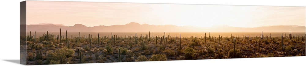 Various cactus plants in a desert, Organ Pipe Cactus National Monument, Arizona, USA