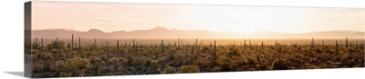 Various cactus plants in a desert, Organ Pipe Cactus National Monument, Arizona