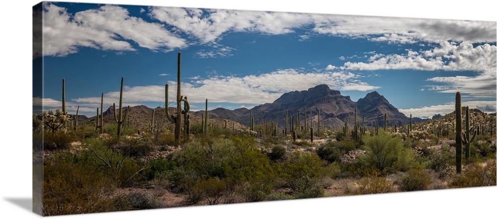 Various cactus plants in a desert, Organ Pipe Cactus National Monument, Arizona, USA