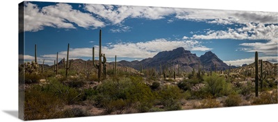 Various cactus plants in a desert, Organ Pipe Cactus National Monument, Arizona