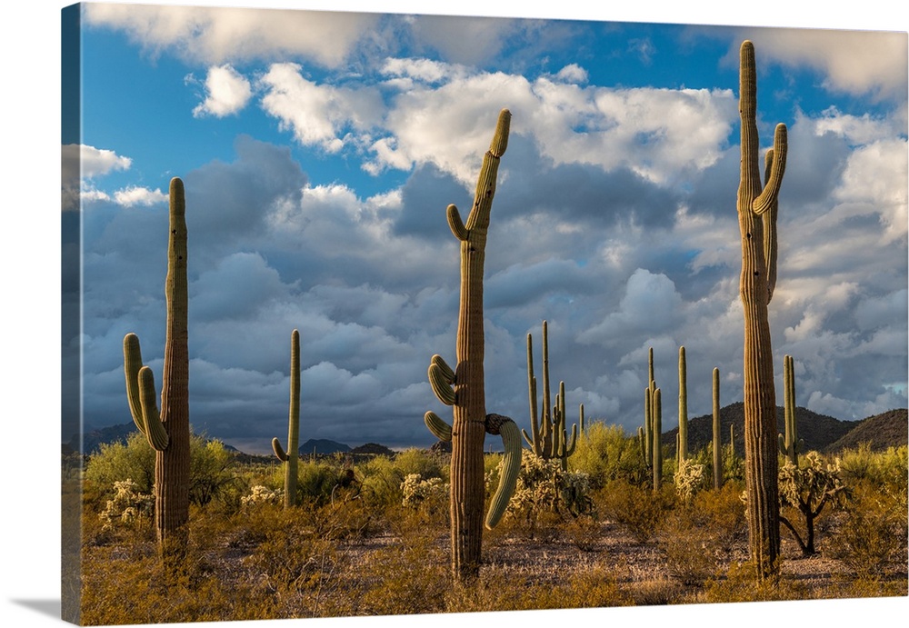 Various cactus plants in a desert, Organ Pipe Cactus National Monument, Arizona, USA