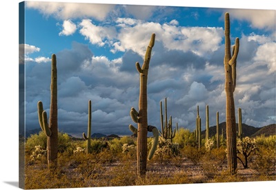 Various cactus plants in a desert, Organ Pipe Cactus National Monument, Arizona