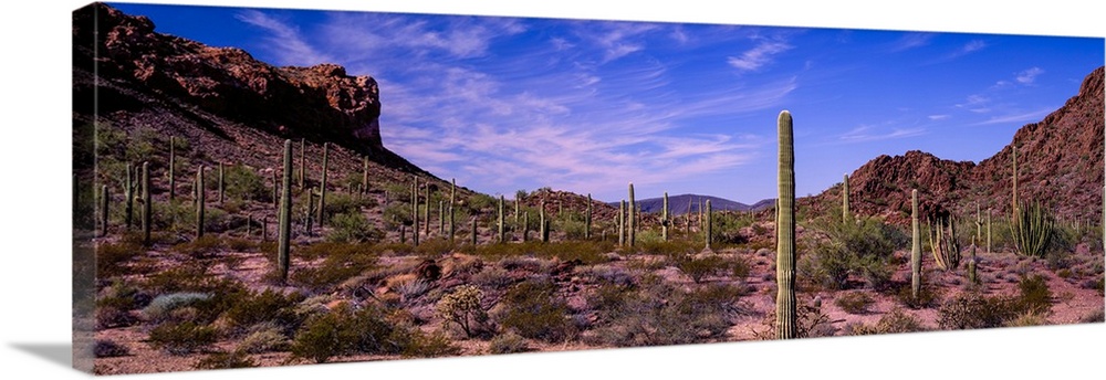 Various cactus plants in a desert, Organ Pipe Cactus National Monument, Arizona, USA