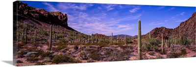 Various cactus plants in a desert, Organ Pipe Cactus National Monument, Arizona