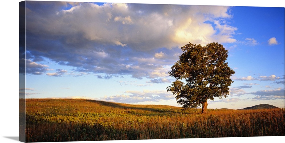 Horizontal photograph on a large wall hanging of a large, lone sugar maple basking in the sunlight in a vast field, beneat...