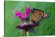 image thumbnail of Wall photo art of the up close of a butterfly sitting on a flower.