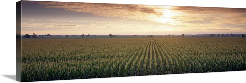 View of Corn field at sunrise, Sacramento, California, USA