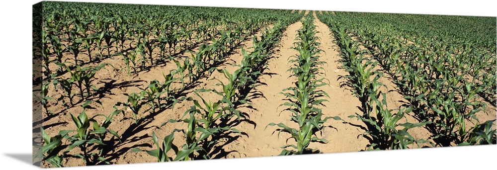 View of corn saplings in a field