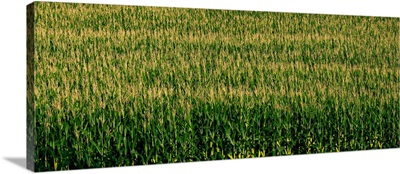 View of cornfield, Cowansville, Quebec, Canada