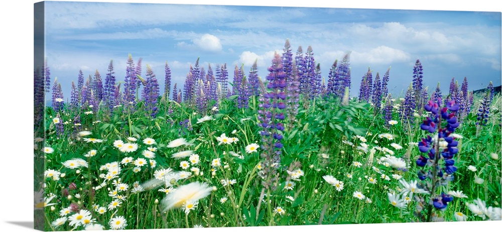 View of daisy flowers in meadow, rinzenberg, rhineland-palatinate, germany.