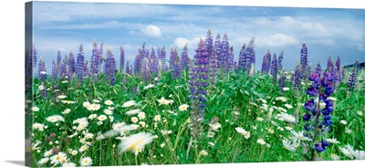 View Of Daisy Flowers In Meadow, Rinzenberg, Rhineland-Palatinate, Germany