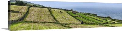 View of farmland along coast, Terceira Island, Azores, Portugal
