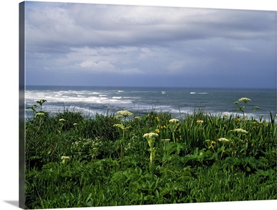 View Of Horizon And Wildflowers In Bloom