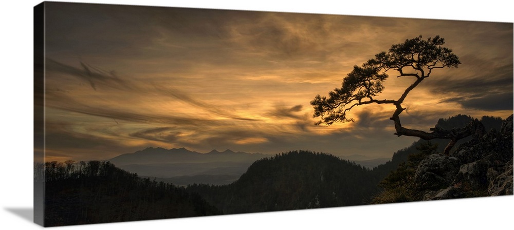 View of lonely tree Kinga with Tatra Mountains from Pieniny mountains at sunset, Poland.