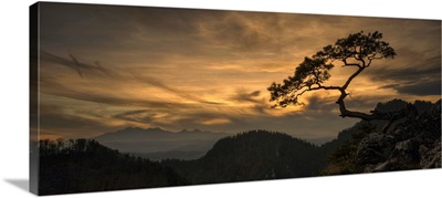 View of lonely tree Kinga with Tatra Mountains from Pieniny mountains at sunset, Poland