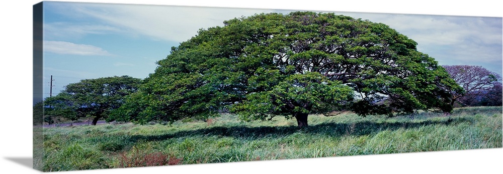 View of monkeypod trees (albizia saman), pahala, hawaii county, hawaii, USA.
