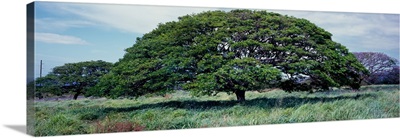 View Of Monkeypod Trees (Albizia Saman), Pahala, Hawaii County, Hawaii, USA