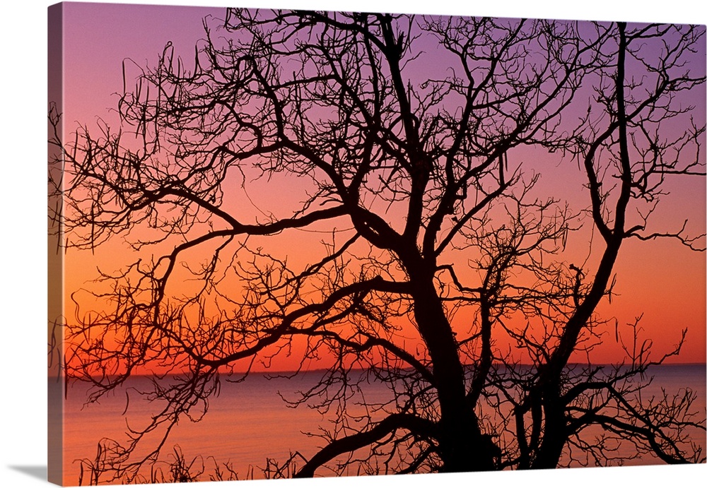 Giant photograph shows a silhouetted bare tree in the foreground against an ocean enjoying the colorful sunrise of dawn in...