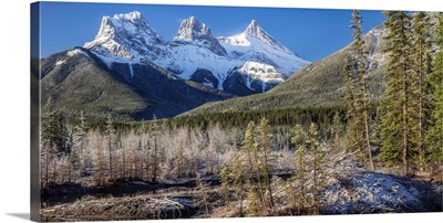 View of trees with snowcapped mountains, Policeman's Creek, Canada