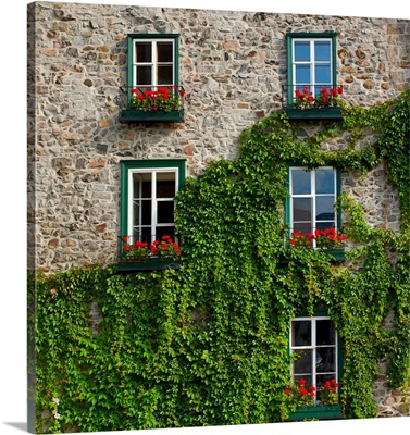 Vine covered stone house and windows, Quebec City, Quebec, Canada
