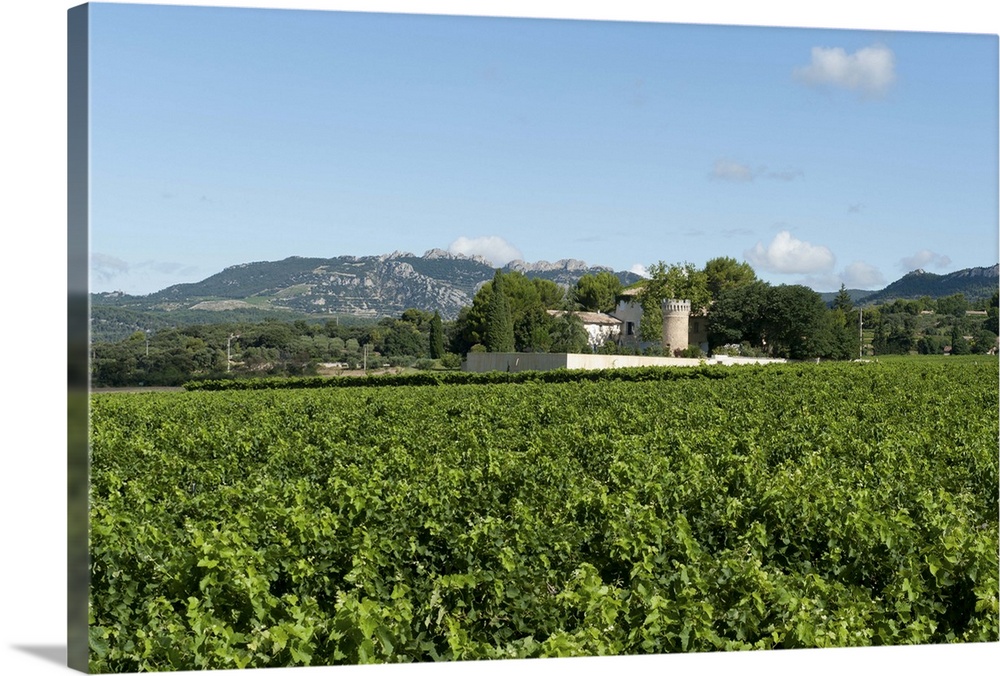 Vine crop in a field, Carpentras, Vaucluse, Provence-Alpes-Cote d'Azur, France
