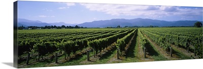 Vine crop in a field, Marlborough, South Island, New Zealand