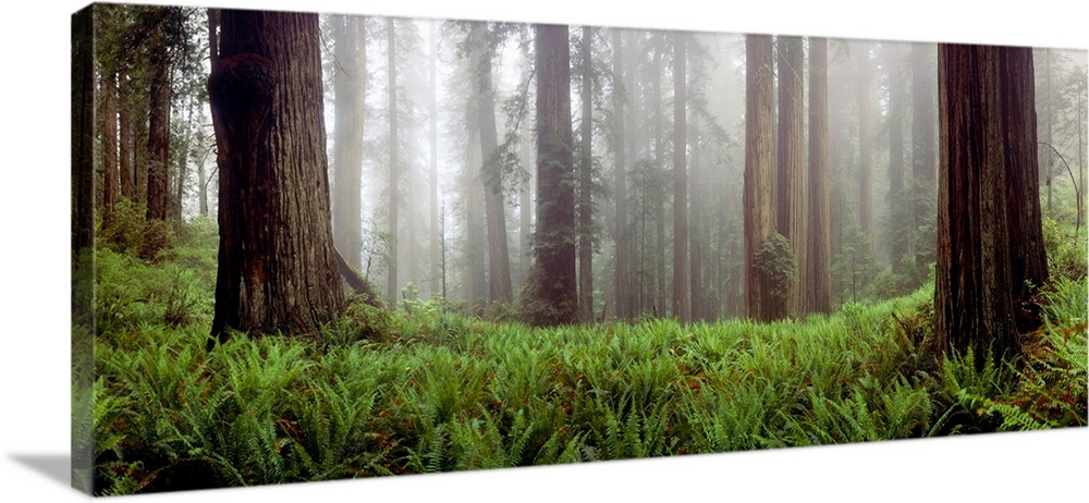A panoramic photograph for the home or office, this landscape picture shows a misty wood filled with tall slender trees an...