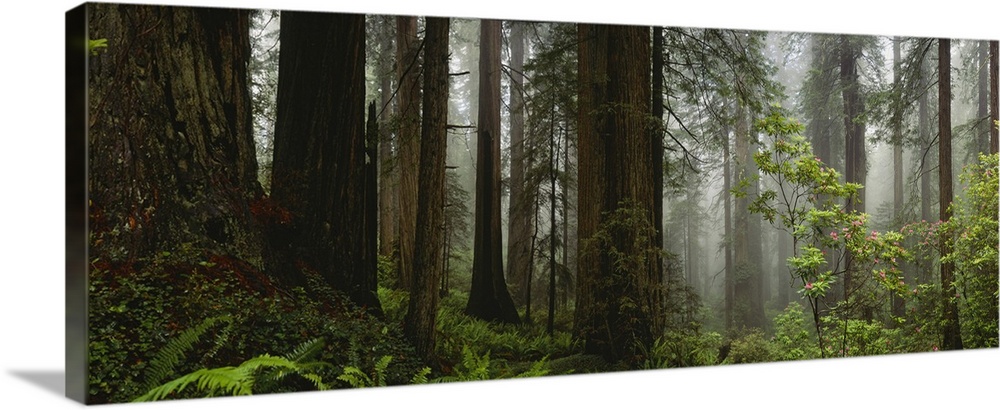 Panoramic photograph of dense forest filled with fog and thick undergrowth.
