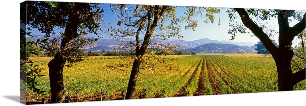 Large panoramic print of a vineyard with rolling mountains in the background.
