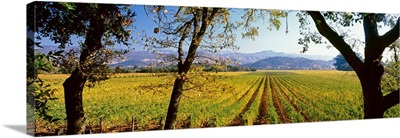 Vines in a vineyard, Far Niente Winery, Napa Valley, California,