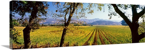 Vines in a vineyard, Far Niente Winery, Napa Valley, California ...