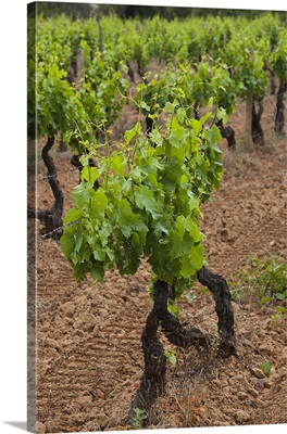 Vines in a vineyard, Jerzu, Ogliastra, Sardinia, Italy