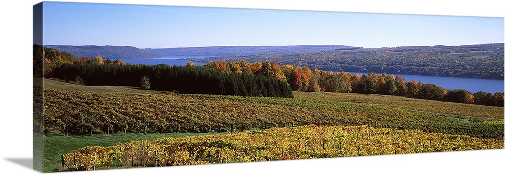 Grape Vineyards on Keuka Lake, Finger Lakes Region, New York