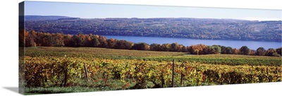 Vines in a vineyard, Keuka Lake, Finger Lakes, New York State