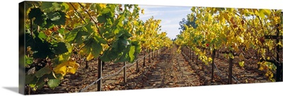 Vines in a vineyard Napa Napa County California