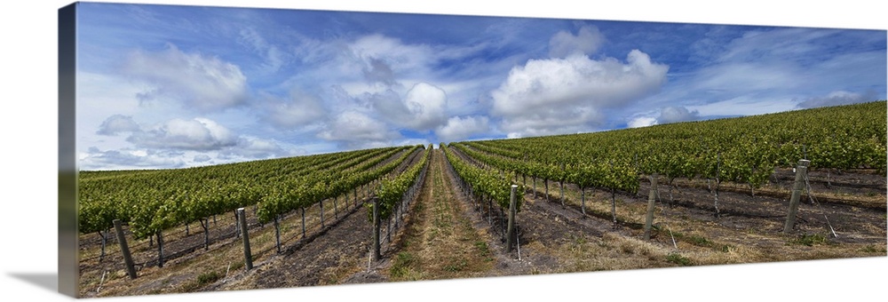 Vines in a vineyard, San Luis Obispo, San Luis Obispo County, California