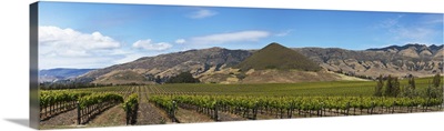 Vines in a vineyard, Tolosa Winery, San Luis Obispo, San Luis Obispo County, California