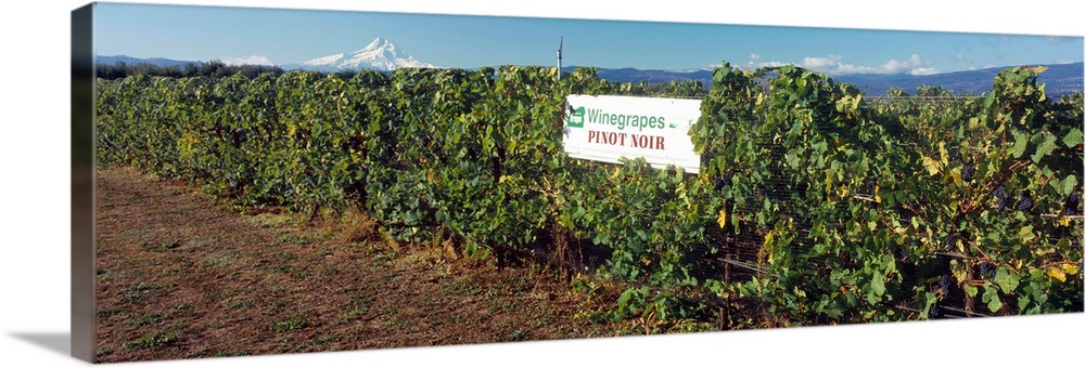 Pinot Noir Grapes on the vine with bird netting, Mt. Hood in the background, Hood River Valley, Hood River County, Oregon