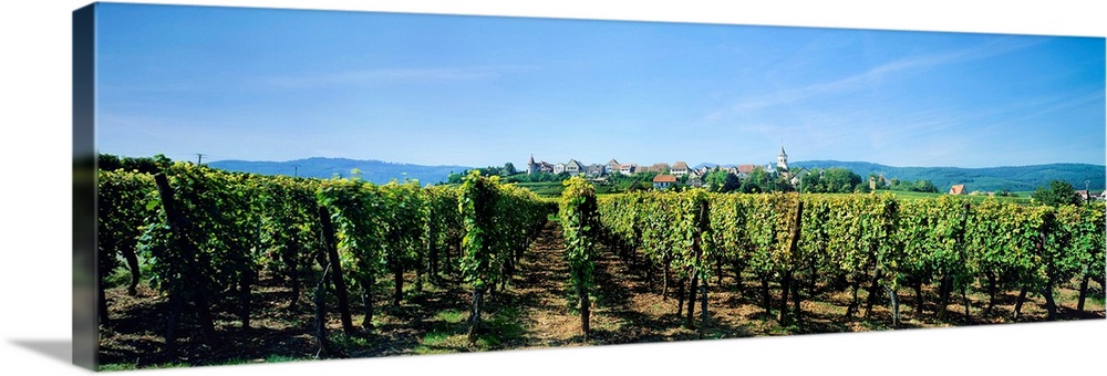 Vineyard, alsace, france.