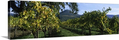 Vineyard at Chateau St. Jean Winery, Kenwood, Sonoma County, California