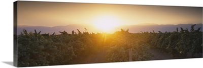 Vineyard at sunrise, Kern County, California