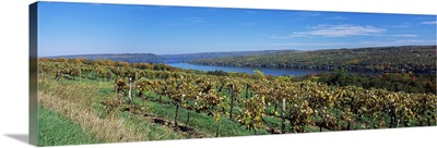Vineyard at the lakeside, Keuka Lake, Finger Lakes, New York State