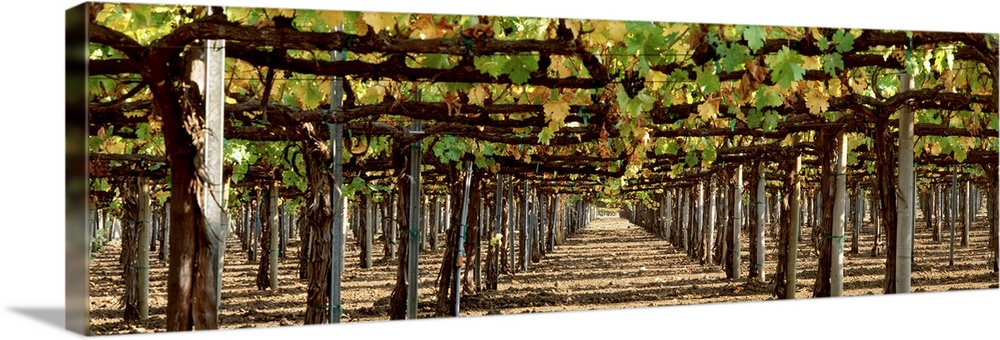 Rows of vineyard posts heavily lined with leafing grape vines.